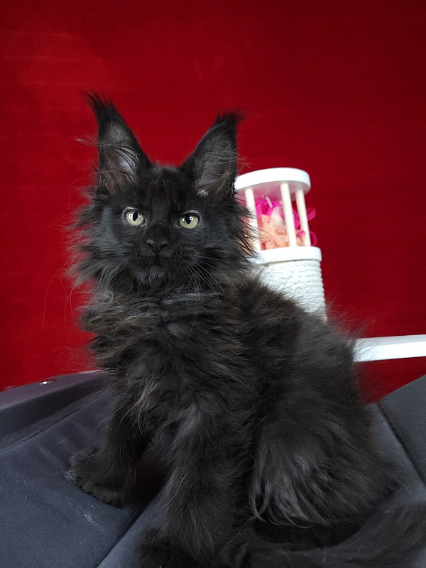 Golda Akbars (polydactyl 66/66) - Kitten maine-coon 2 months 1.5 week
