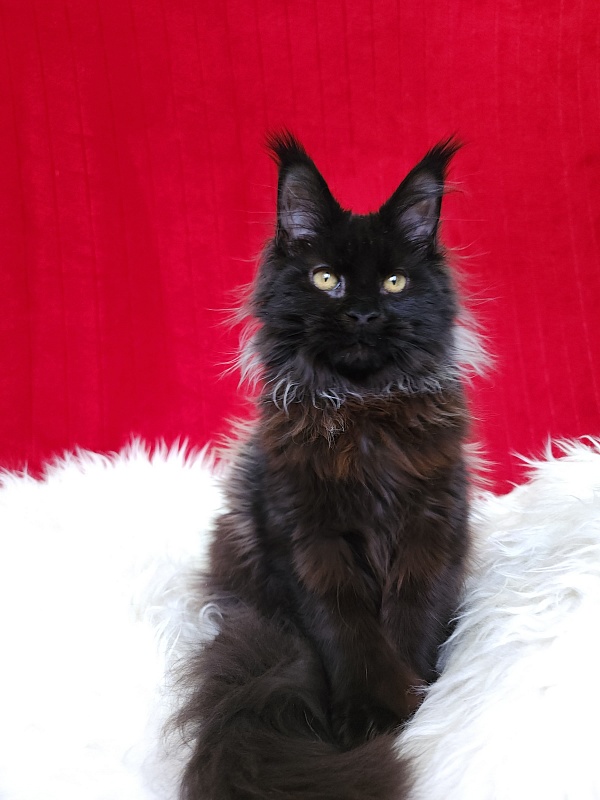 Golda Akbars (polydactyl 66/66) - Kitten maine-coon 5 months 1 week