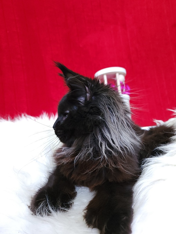 Golda Akbars (polydactyl 66/66) - Kitten maine-coon 5 months 1 week