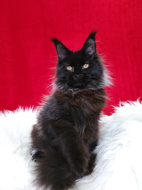 Golda Akbars (polydactyl 66/66) - Kitten maine-coon 5 months 1 week