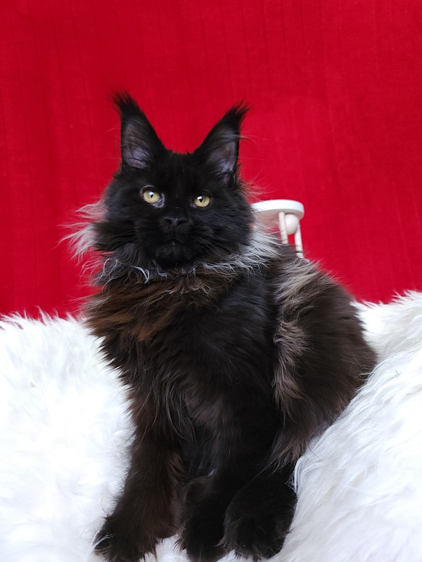 Golda Akbars (polydactyl 66/66) - Kitten maine-coon 5 months 1 week
