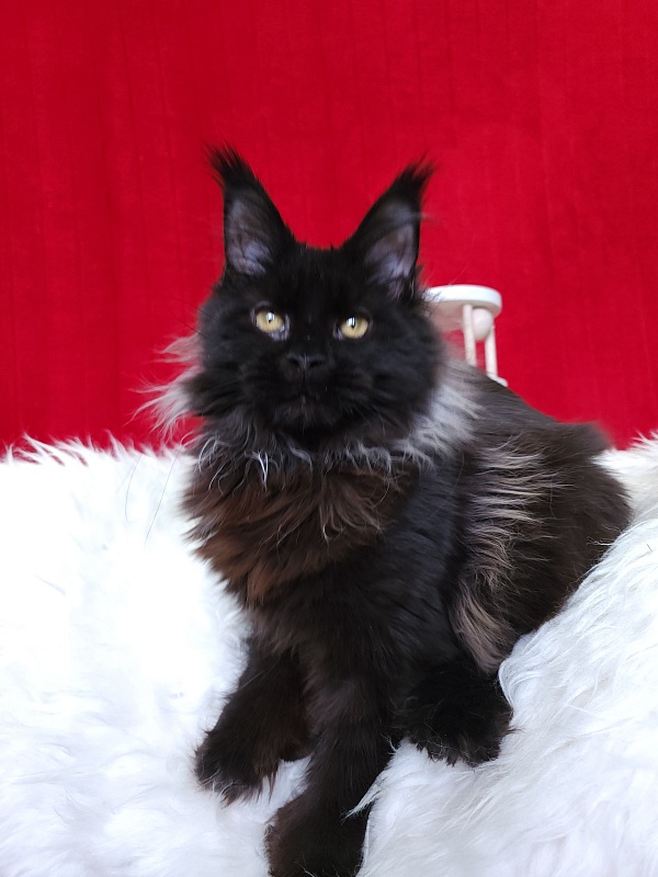 Golda Akbars (polydactyl 66/66) - Kitten maine-coon 5 months 1 week