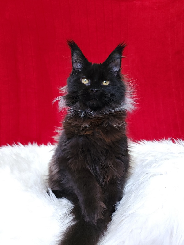 Golda Akbars (polydactyl 66/66) - Kitten maine-coon 5 months 1 week
