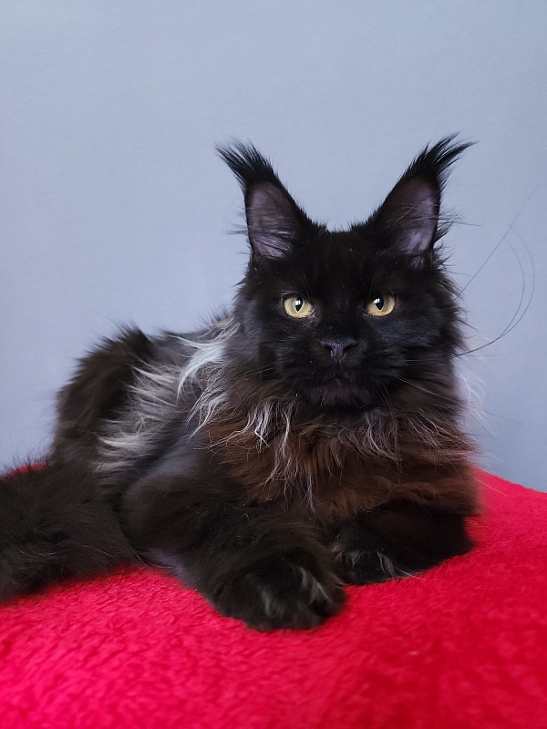 Golda Akbars (polydactyl 66/66) - Kitten maine-coon 6 months 2 weeks