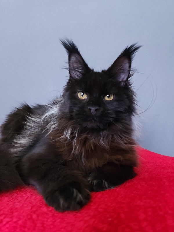 Golda Akbars (polydactyl 66/66) - Kitten maine-coon 6 months 2 weeks