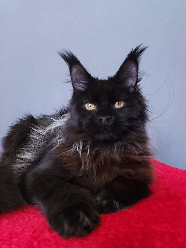 Golda Akbars (polydactyl 66/66) - Kitten maine-coon 6 months 2 weeks