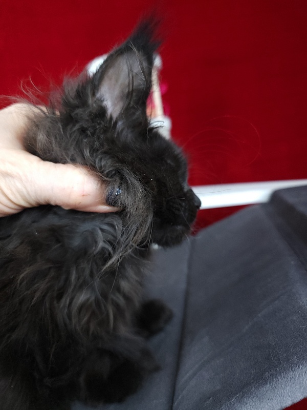 Golda Akbars (polydactyl 66/66) - Kitten maine-coon 2 months 1.5 week