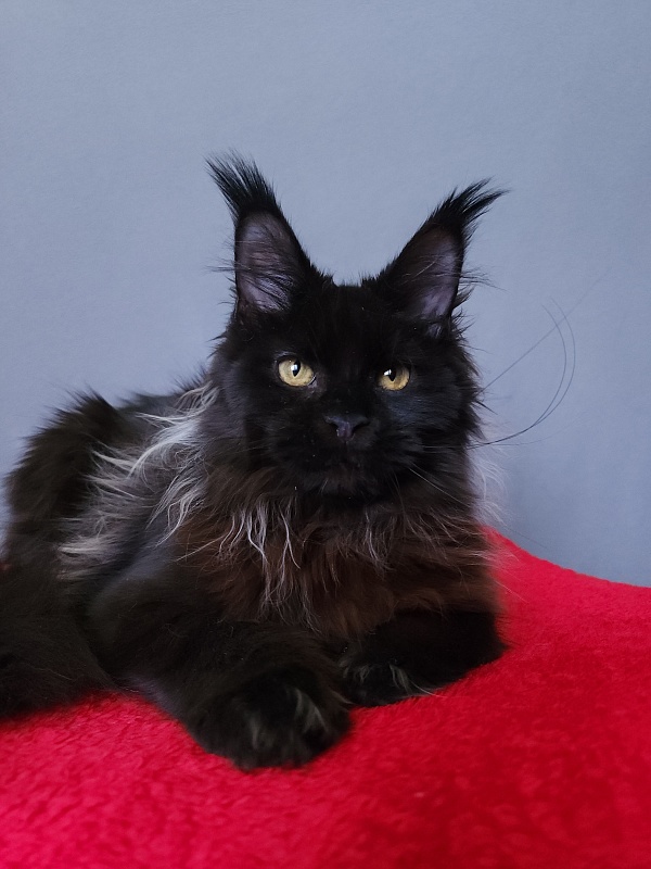 Golda Akbars (polydactyl 66/66) - Kitten maine-coon 6 months 2 weeks