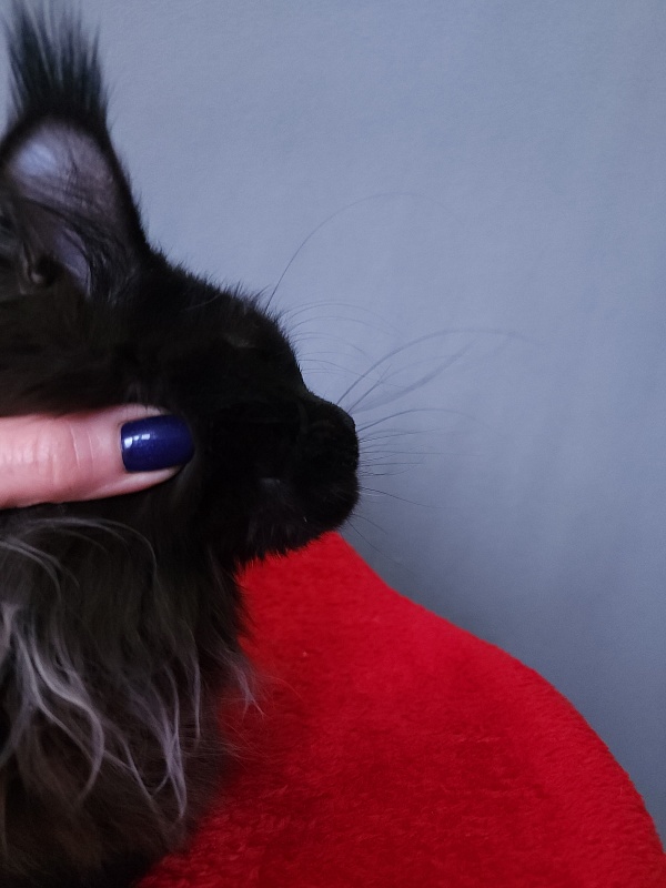 Golda Akbars (polydactyl 66/66) - Kitten maine-coon 6 months 2 weeks
