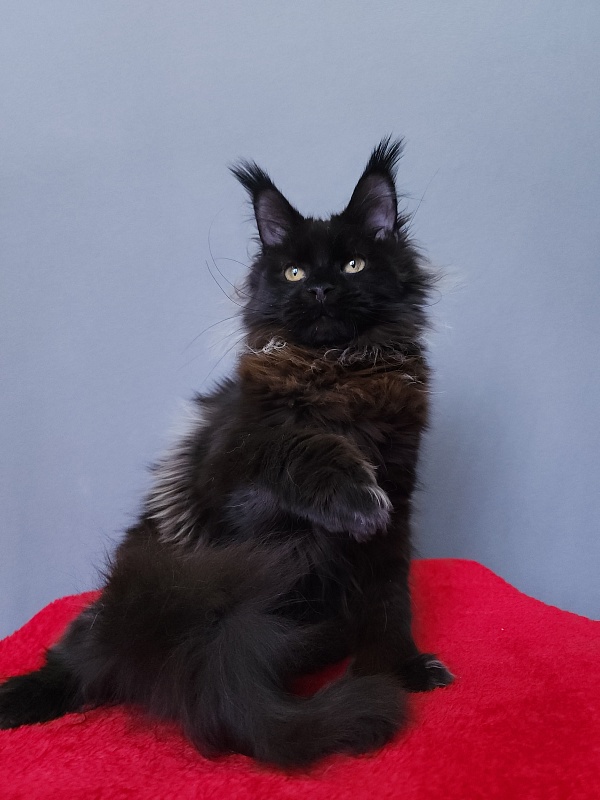 Golda Akbars (polydactyl 66/66) - Kitten maine-coon 6 months 2 weeks