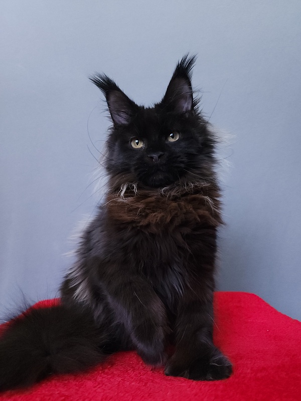 Golda Akbars (polydactyl 66/66) - Kitten maine-coon 6 months 2 weeks