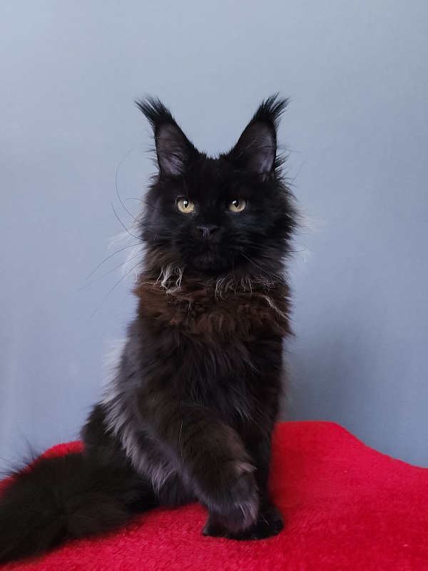 Golda Akbars (polydactyl 66/66) - Kitten maine-coon 6 months 2 weeks