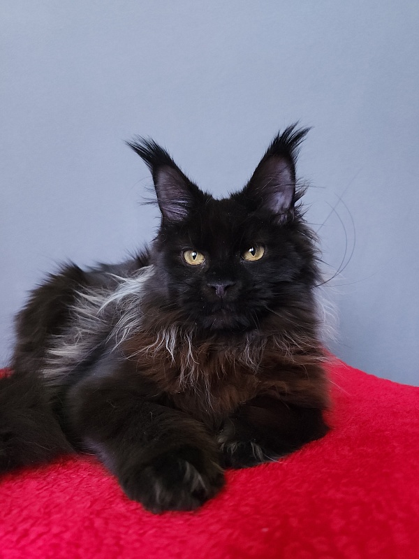 Golda Akbars (polydactyl 66/66) - Kitten maine-coon 6 months 2 weeks