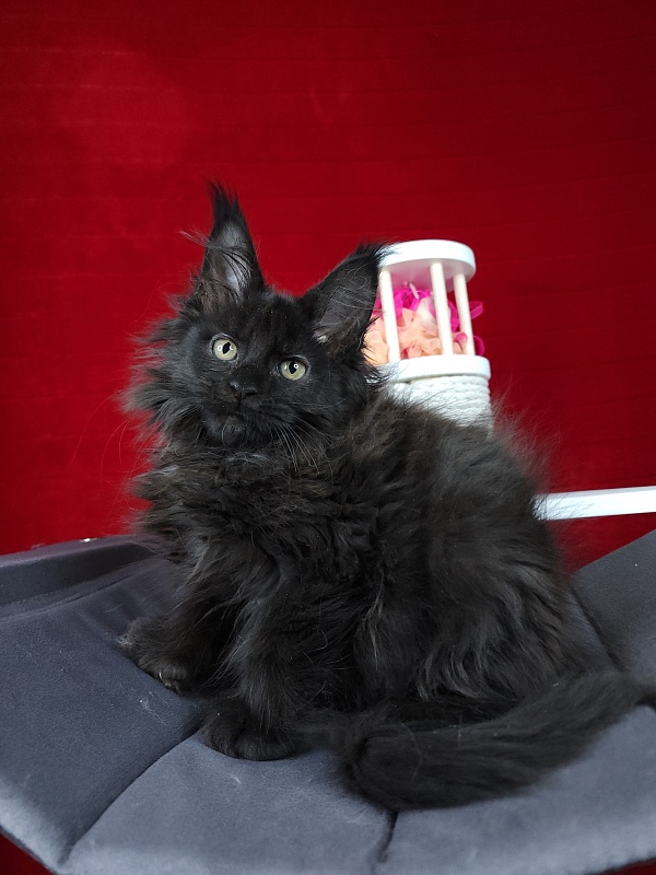 Golda Akbars (polydactyl 66/66) - Kitten maine-coon 2 months 1.5 week