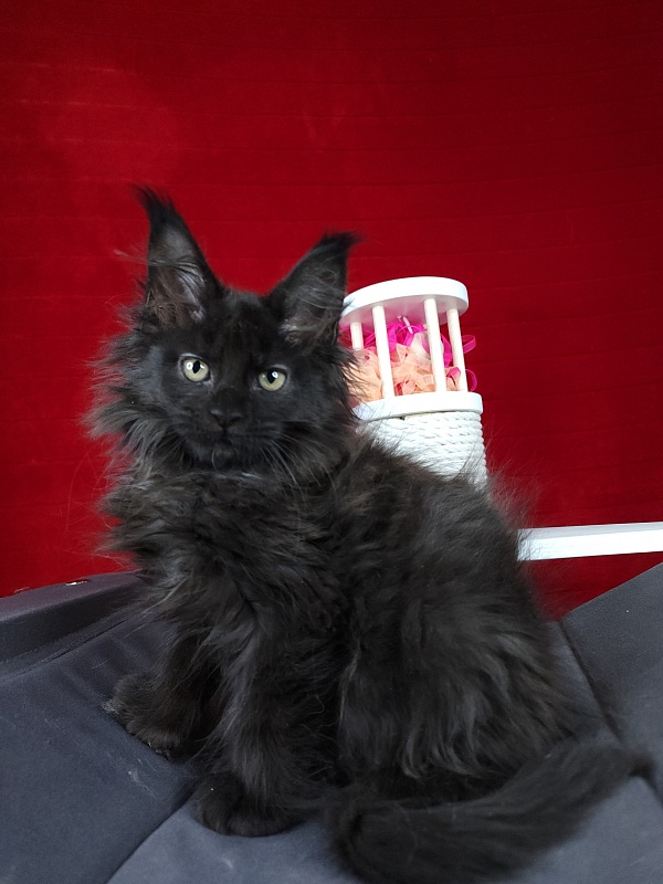 Golda Akbars (polydactyl 66/66) - Kitten maine-coon 2 months 1.5 week