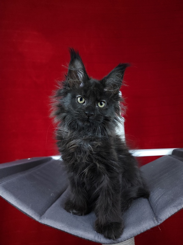 Golda Akbars (polydactyl 66/66) - Kitten maine-coon 2 months 1.5 week
