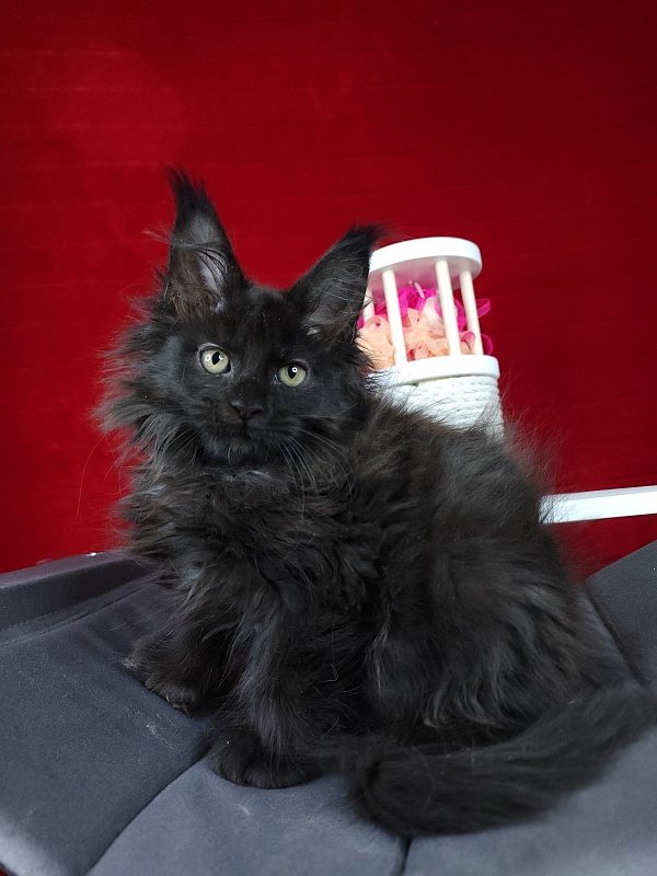 Golda Akbars (polydactyl 66/66) - Kitten maine-coon 2 months 1.5 week