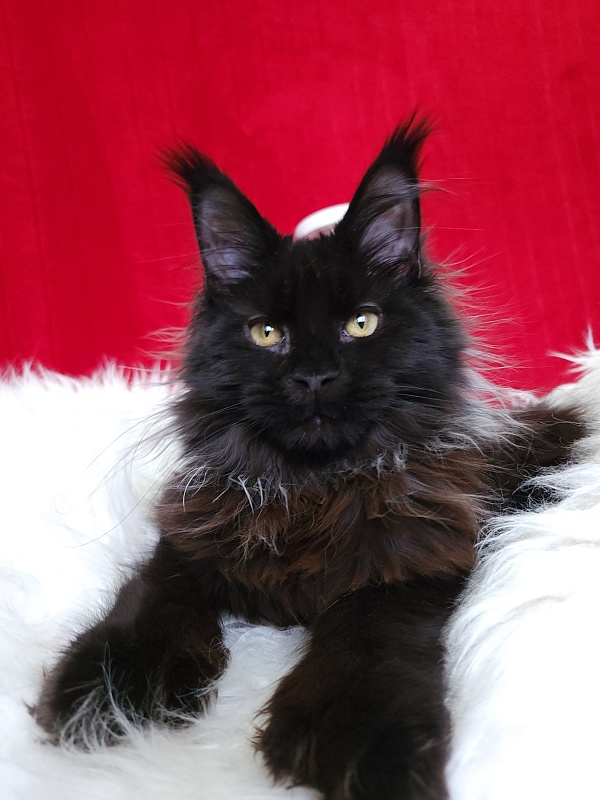 Golda Akbars (polydactyl 66/66) - Kitten maine-coon 5 months 1 week