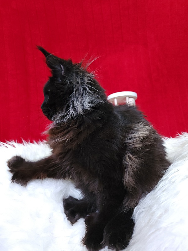Golda Akbars (polydactyl 66/66) - Kitten maine-coon 5 months 1 week