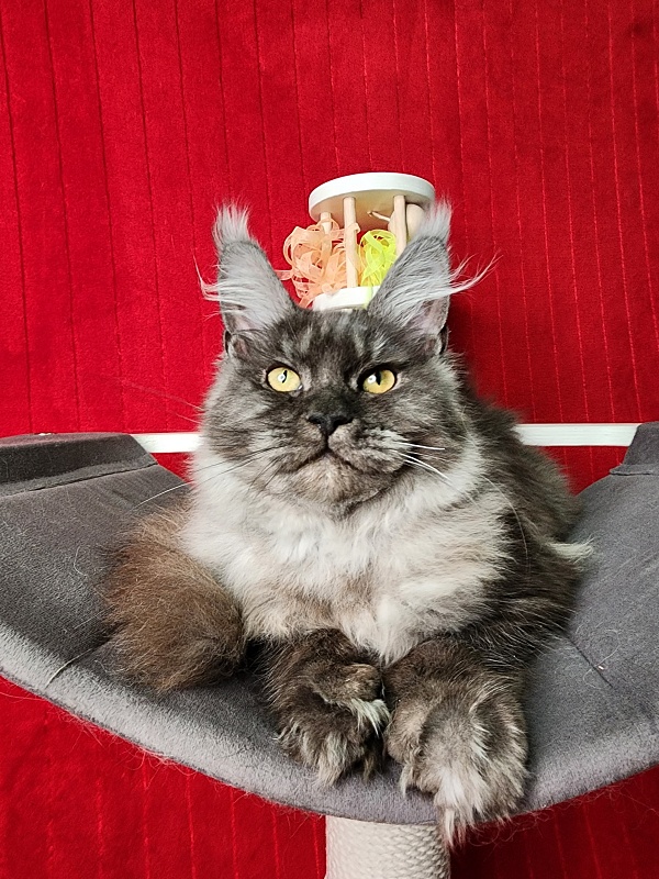 Gamma Kitty Akbars (polydactyl 66/66) - Kitten maine-coon 5 months 1 week