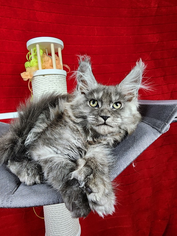 Gamma Kitty Akbars (polydactyl 66/66) - Kitten maine-coon 2 months 1.5 week