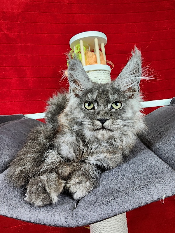 Gamma Kitty Akbars (polydactyl 66/66) - Kitten maine-coon 2 months 1.5 week