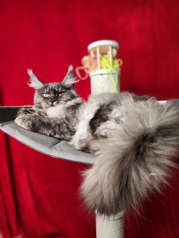 Gamma Kitty Akbars (polydactyl 66/66) - Kitten maine-coon 5 months 1 week