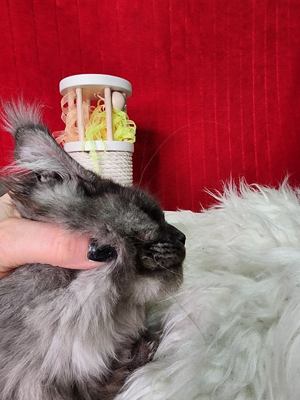 Gamma Kitty Akbars (polydactyl 66/66) - Kitten maine-coon 5 months 1 week