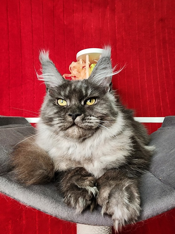 Gamma Kitty Akbars (polydactyl 66/66) - Kitten maine-coon 5 months 1 week