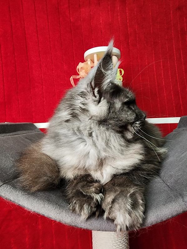 Gamma Kitty Akbars (polydactyl 66/66) - Kitten maine-coon 5 months 1 week