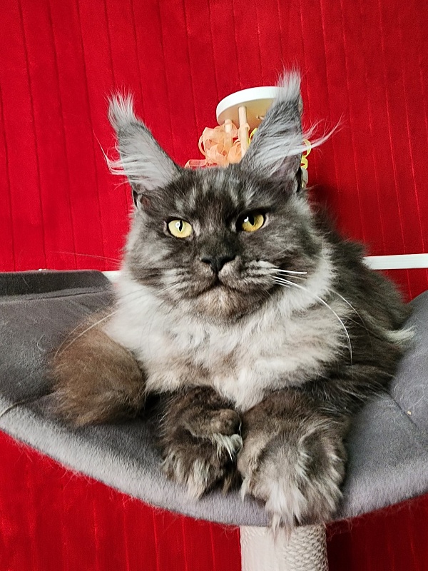 Gamma Kitty Akbars (polydactyl 66/66) - Kitten maine-coon 5 months 1 week