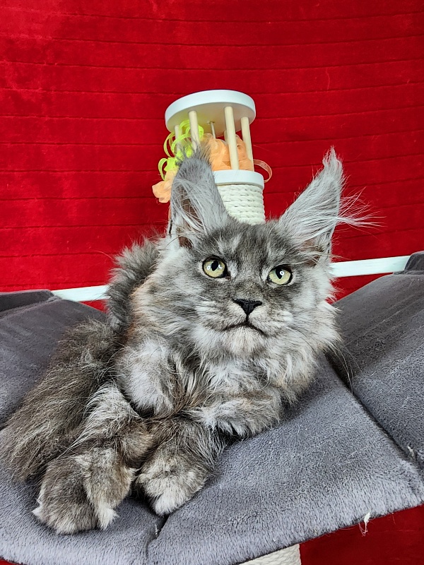 Gamma Kitty Akbars (polydactyl 66/66) - Kitten maine-coon 2 months 1.5 week