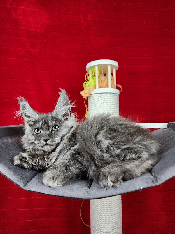 Gamma Kitty Akbars (polydactyl 66/66) - Kitten maine-coon 2 months 1.5 week