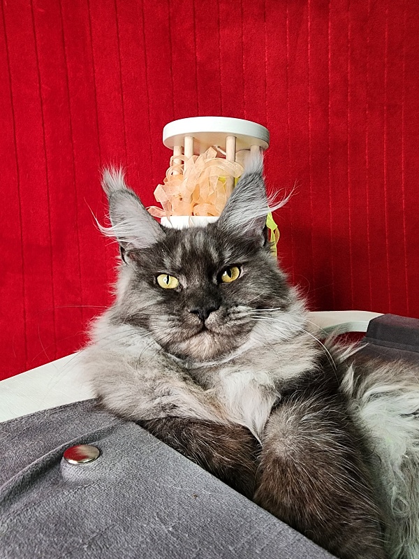 Gamma Kitty Akbars (polydactyl 66/66) - Kitten maine-coon 5 months 1 week
