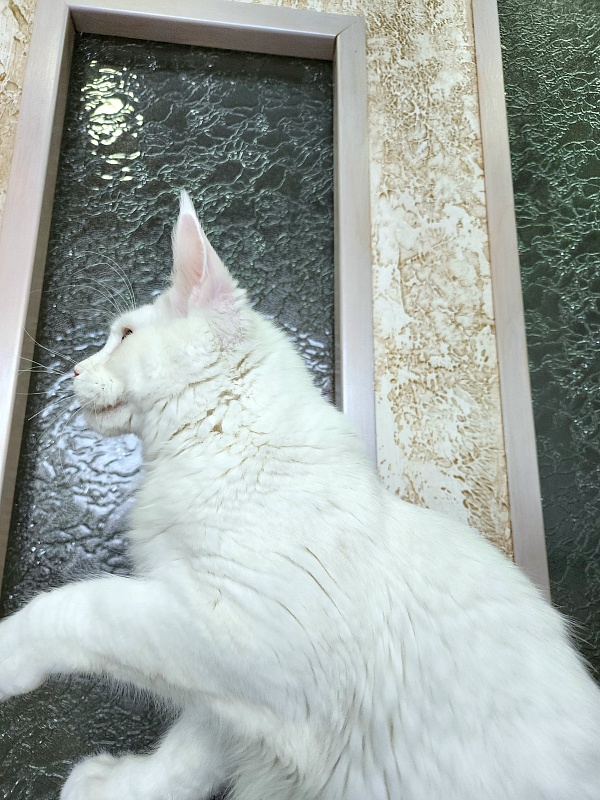 Obelix Cat Akbars - Kitten maine-coon 6 months 1.5 week