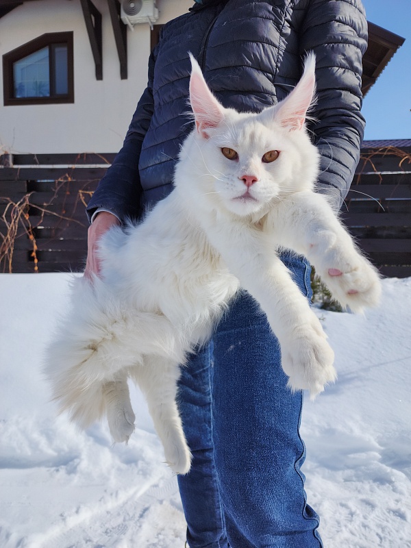 Obelix Cat Akbars - Junior maine-coon 7 months 1 week