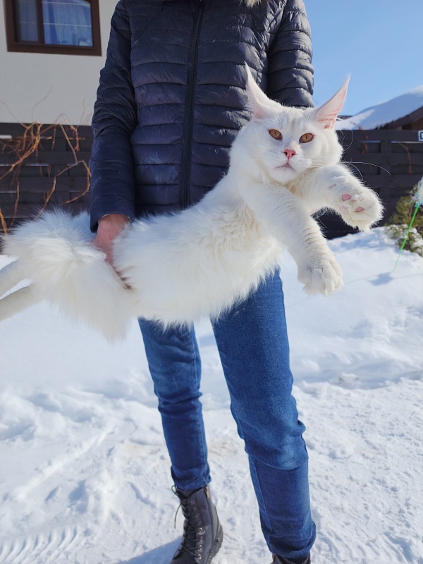 Obelix Cat Akbars - Junior maine-coon 7 months 1 week