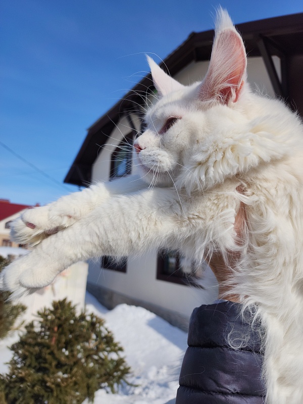 Obelix Cat Akbars - Junior maine-coon 7 months 1 week