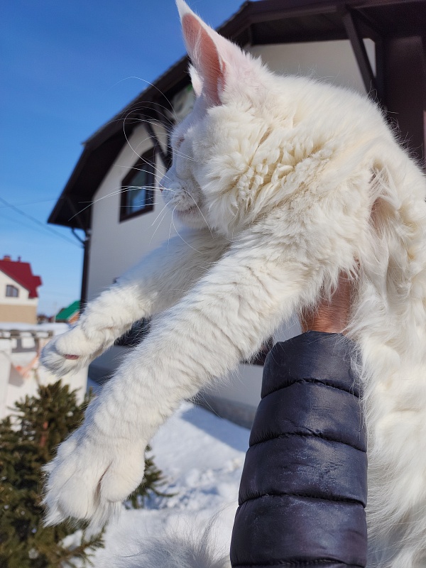 Obelix Cat Akbars - Junior maine-coon 7 months 1 week