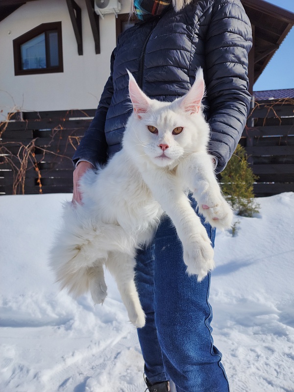 Obelix Cat Akbars - Junior maine-coon 7 months 1 week