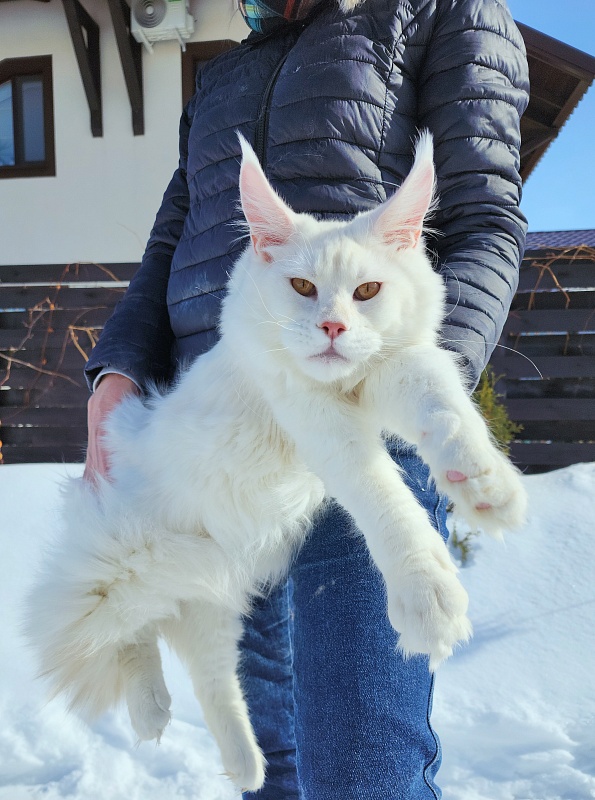 Obelix Cat Akbars - Junior maine-coon 7 months 1.5 week