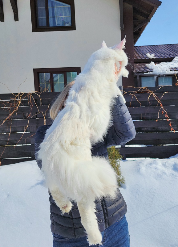 Obelix Cat Akbars - Junior maine-coon 7 months 1.5 week