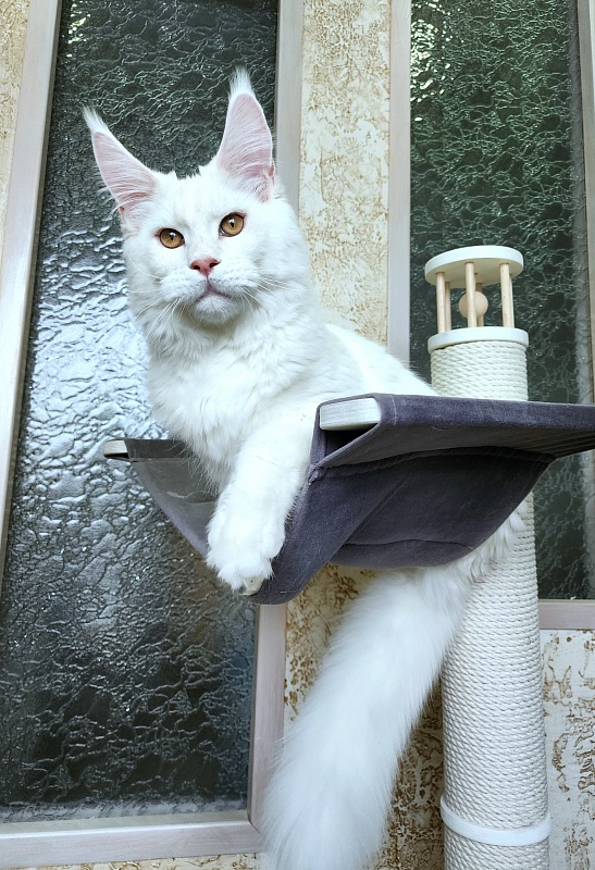 Obelix Cat Akbars - Kitten maine-coon 6 months 1.5 week