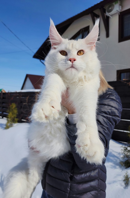 Obelix Cat Akbars - Junior maine-coon 7 months 1.5 week