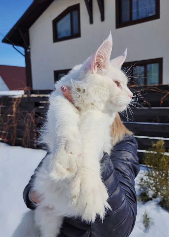 Obelix Cat Akbars - Junior maine-coon 7 months 1.5 week