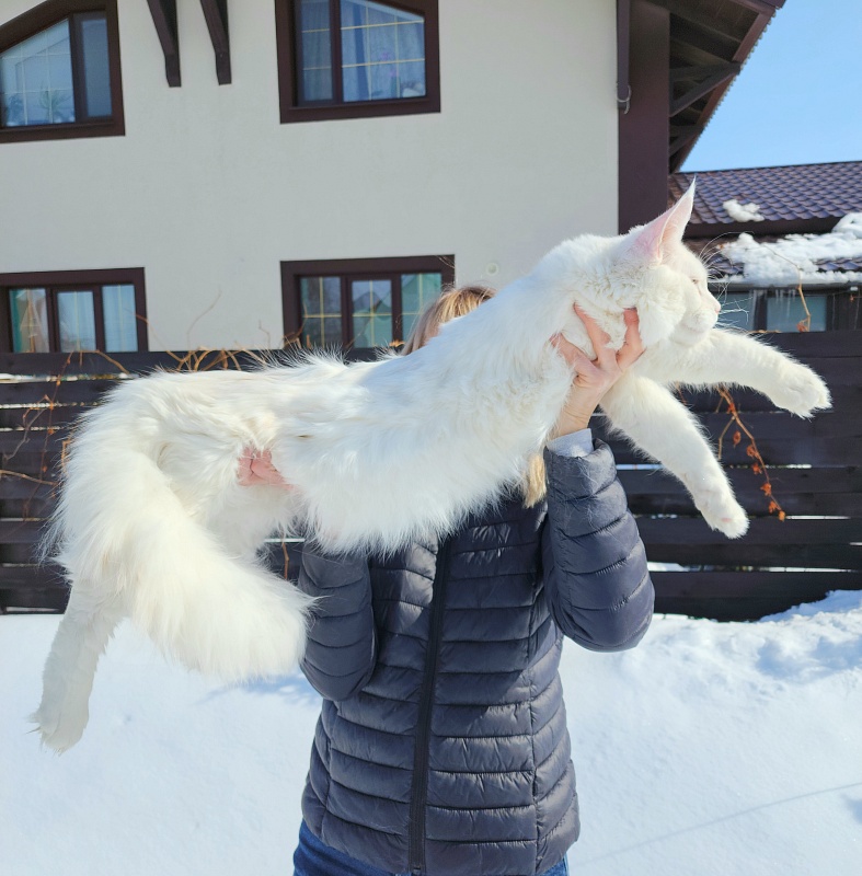 Obelix Cat Akbars - Junior maine-coon 7 months 1.5 week