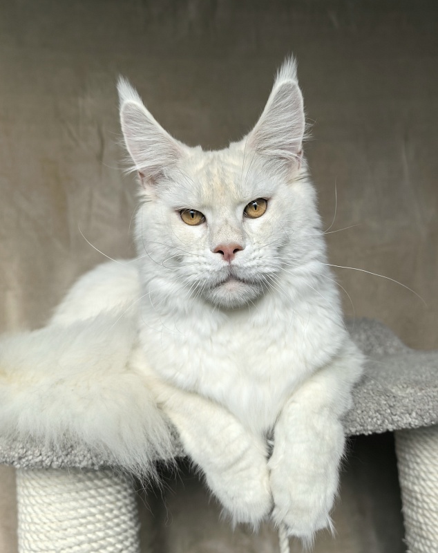 Obelix Cat Akbars - Junior maine-coon 9 months