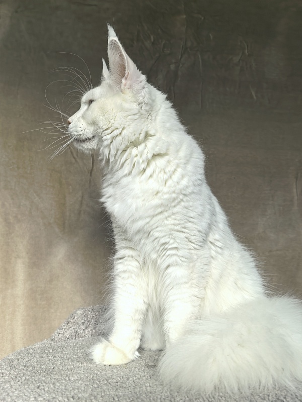 Obelix Cat Akbars - Junior maine-coon 9 months