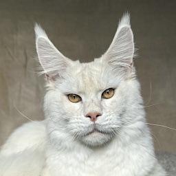 Obelix Cat  Akbars
