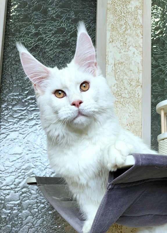 Obelix Cat Akbars - Kitten maine-coon 6 months 1.5 week